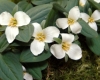 Trillium nivale